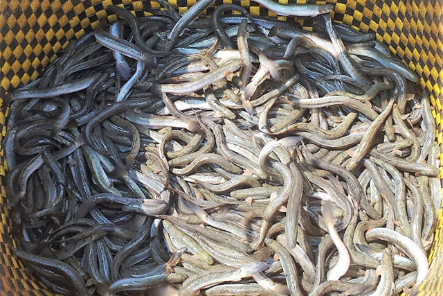 Kỹ thuật mô hình nuôi cá kèo: Đối tượng chiến lược cho các vùng nước lợ Việt Nam